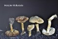 Inocybe nitidiuscula-amf1022